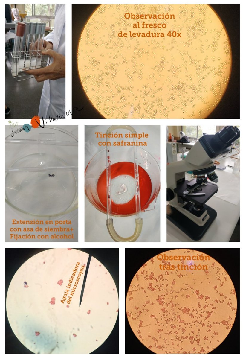 QEscultor's tweet photo. En la primera semana de clase,
2° de #Química y Salud #Ambiental 🏞️ del @iesescultorjuan ya comenzó sus prácticas de Control y #Seguridad #Alimentaria🥣 en #laboratorio! 👩🔬
🦠🧪🔬🌡️🧫
¡Empieza la diversión para tod@s! 😊
#Ilusión por enseñar =
Emoción por aprender
#YoCreoenLaFP https://t.co/91lguegzuJ