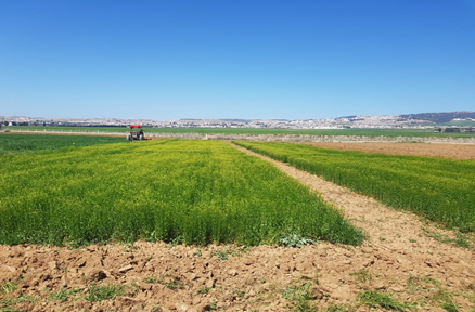 4ceMed's tweet photo. In the frame of @4ceMed during the cropping season 2020-2021 in Kef experimental station of INRAT (Tunisia)
๐Opptimization of #camelina HARVEST STRATEGY
๐งUsing ONLY #Combine to harvest avoided grain losses better than using #Swathing + #Combine. https://t.co/u66bP2VJhz