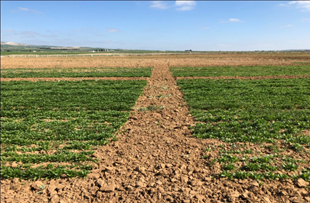 4ceMed's tweet photo. In the frame of @4ceMed during the cropping season 2020-2021 in Kef experimental station of INRAT (Tunisia)
๐Opptimization of #camelina HARVEST STRATEGY
๐งUsing ONLY #Combine to harvest avoided grain losses better than using #Swathing + #Combine. https://t.co/u66bP2VJhz