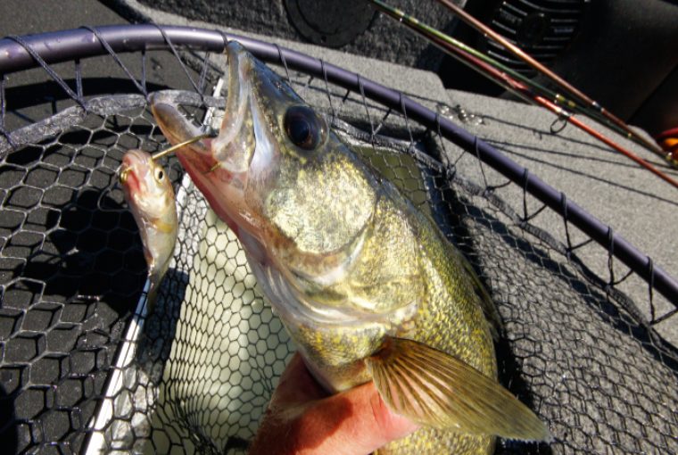 OODMag's tweet photo. Catching Ontario’s favourite sport fish. https://t.co/YyNwFVLpTp 
@GordEllis #Hunting #Fishing #Outdoors #Autumn #Fall #Walleye #Open #Water #DyingDays #Tricks #Turnover #Reefs #DropOffs #RockPiles #Jigging #Spoons #Ciscos #Minnows #Chub #Dace #Crawlers #Leeches https://t.co/RyQ1KAYmnT