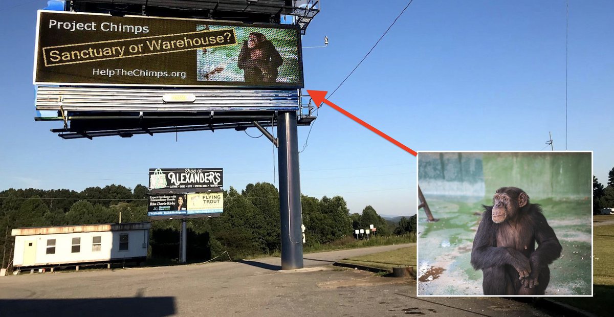 Chimp advocates erected a billboard near the @HumaneSociety facility <a href="/projectchimps/">Project Chimps</a> to expose the plight of 77 chimps languishing in concrete rooms. This in-depth <a href="/NatGeo/">National Geographic</a> article addresses many of the #AnimalWelfare issues: on.natgeo.com/3o6DwjE <a href="/GFASsanctuary/">GFAS</a> <a href="/NonhumanRights/">Nonhuman Rights Project</a>