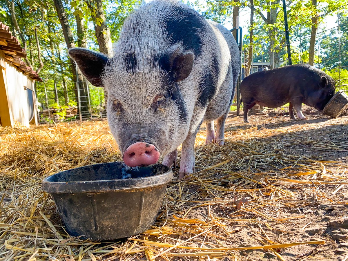 It's always a race between me and Mr. Banks to see who finishes breakfast first...so that the other one doesn't have a chance to eat the rest of it! 😂🐷 #petpigs #piglife