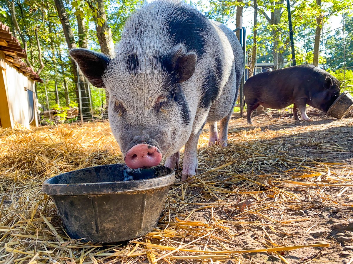 MaryPiggins's tweet photo. It's always a race between me and Mr. Banks to see who finishes breakfast first...so that the other one doesn't have a chance to eat the rest of it! 😂🐷 #petpigs #piglife https://t.co/DiifepHcfN