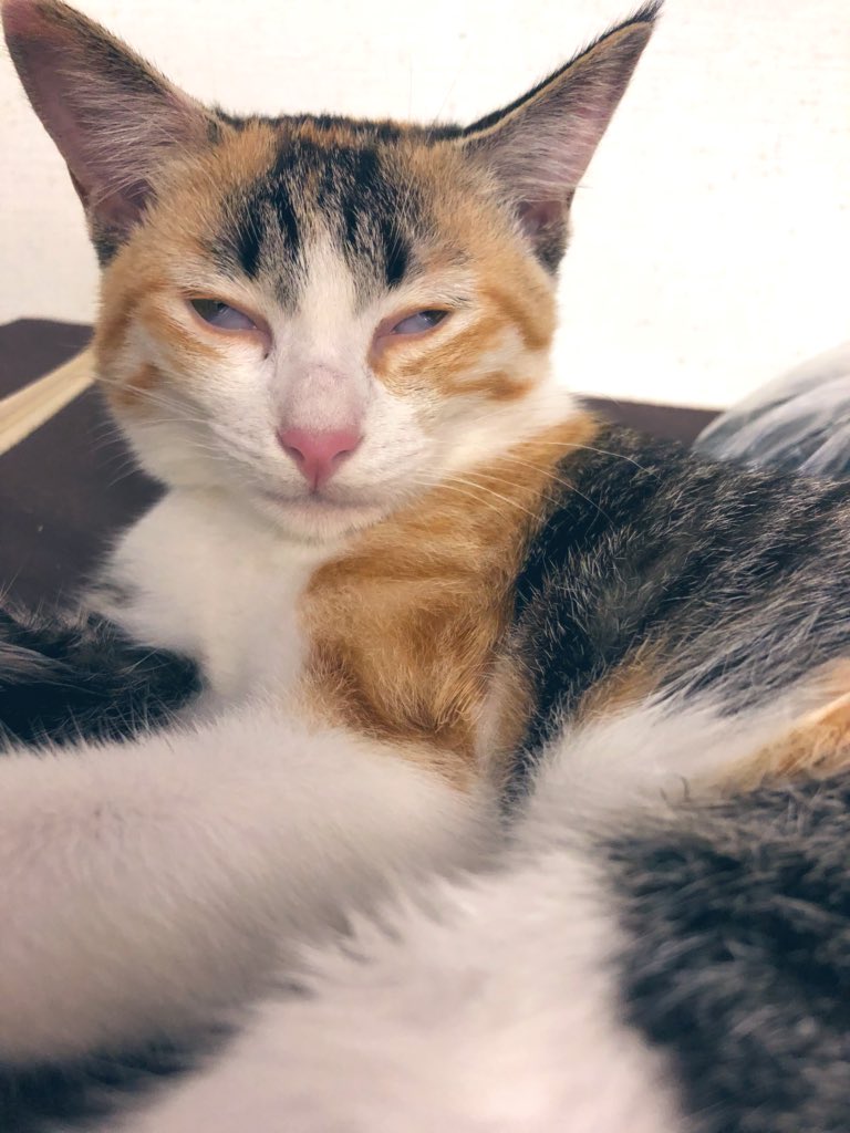 タグ 猫 の注目ツイート 77ページ目 メガとんトラック