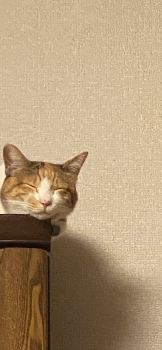 yu_he_JP's tweet photo. おーーすず https://t.co/4rkfSvV3nr