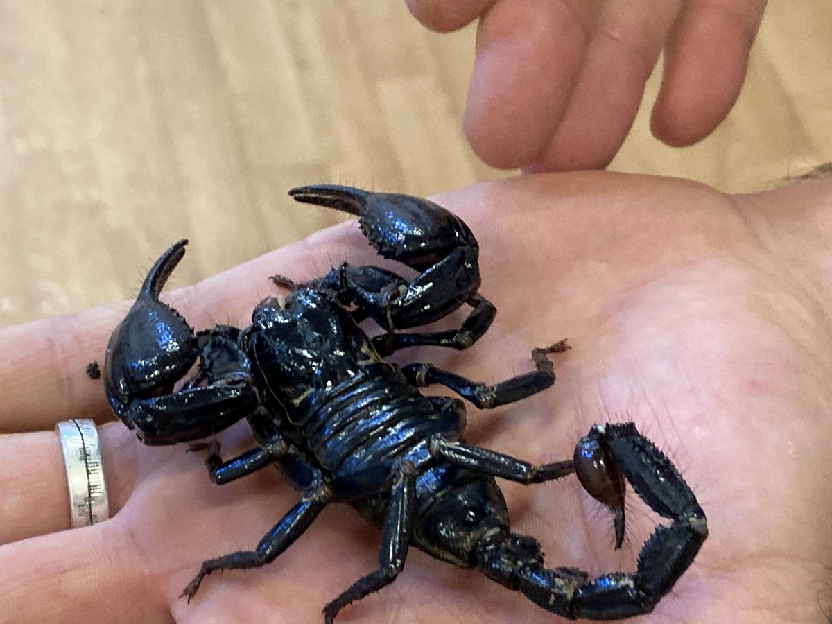 Pulb_school's tweet photo. Year 4 children were in awe of the rainforests creatures that came to visit St Mary’s this morning. A brilliant speaking and listening opportunity to build up up writing #firsthandexperience #questionandanswersession #embedlearning #bugfest https://t.co/OOCAPgYl2c