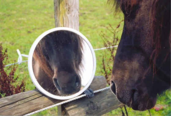 Tijdens de EMPOWERWEEK geeft Sieka Bos op 4 oktober om 9.30 uur het gratis webinar: Sta sterker met paardenkracht (45 min.)

Meer informatie of direct aanmelden: empowerbox.nl/empowerweek

#langleveleren #groei #t-shape #21centuryskills