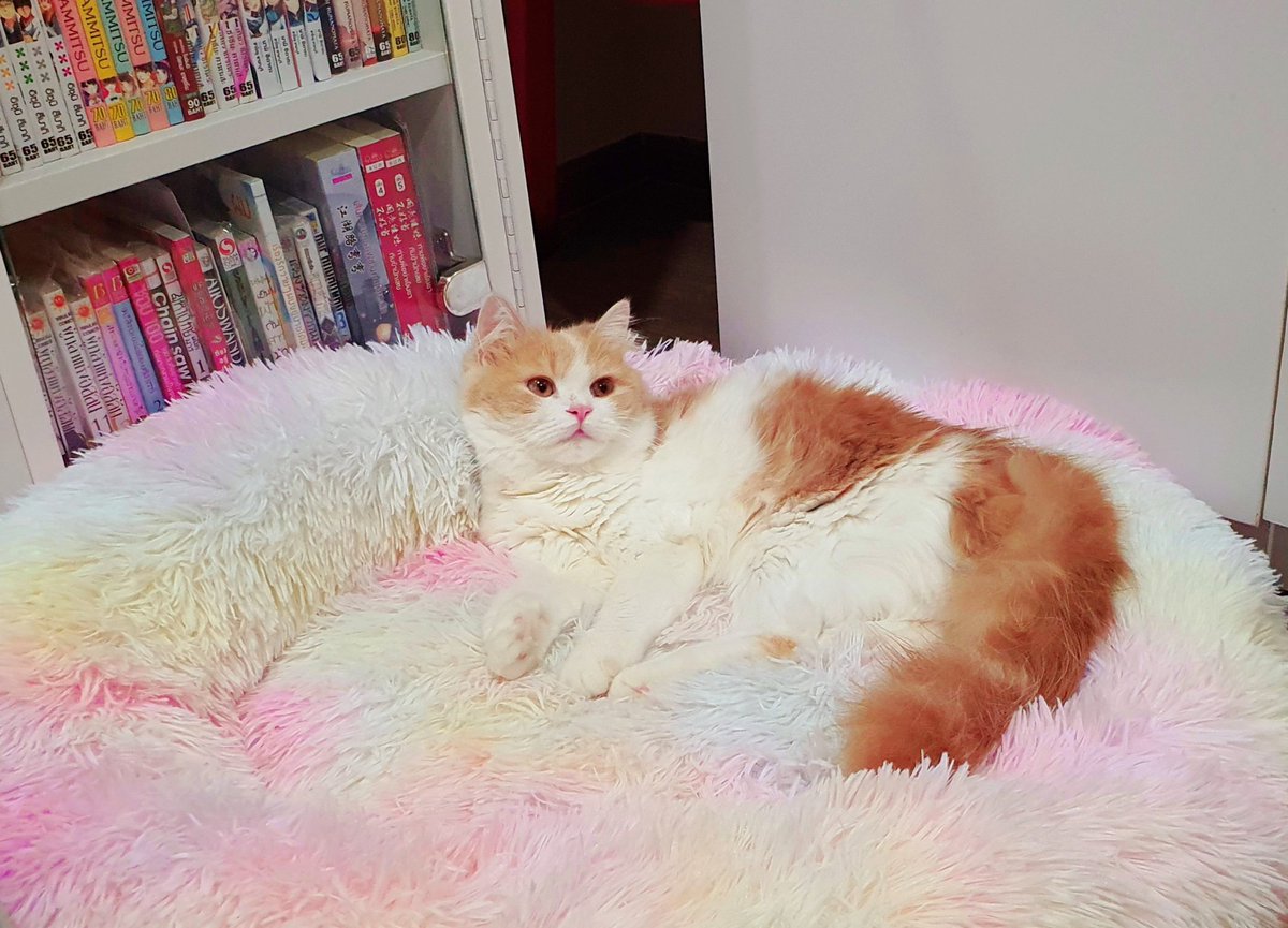 Dark_Farewell's tweet photo. TABI Day 380
NARI Day 275
27.09.2021
Tabi's IG : tabijourney91
Tabi's FB page : Tabi Journey : Tabi The Tabby Cat
#harlequincat #creamcat #creamharlequin #beigecat
#TabiJourney #TabiTheTabbyCat #TabiTabby #TabiTheOrangeTabbyCat #cat #gingercat #gingertabby #gingertabbycat https://t.co/gZ8vVJDMK4