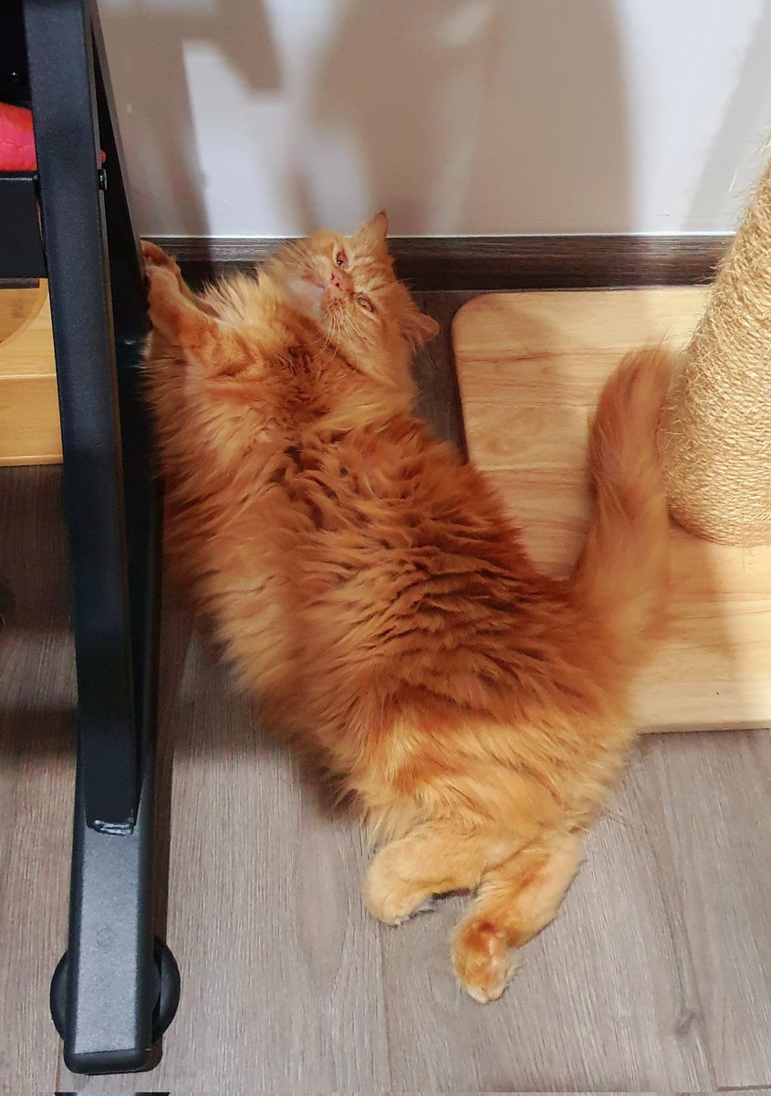 Dark_Farewell's tweet photo. TABI Day 380
NARI Day 275
27.09.2021
Tabi's IG : tabijourney91
Tabi's FB page : Tabi Journey : Tabi The Tabby Cat
#harlequincat #creamcat #creamharlequin #beigecat
#TabiJourney #TabiTheTabbyCat #TabiTabby #TabiTheOrangeTabbyCat #cat #gingercat #gingertabby #gingertabbycat https://t.co/gZ8vVJDMK4
