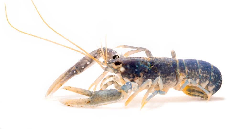 Lobsters are notoriously difficult to age &amp; nobody knows exactly how old they can get. But our researchers have developed a new way of determining their age based on DNA! 🦞🦞🦞
bddy.me/3EVCbCd #ThinkingWithoutBorders @biouea <a href="/CefasGovUK/">Cefas</a> <a href="/PadstowLobster/">NationalLobsterHatch</a>