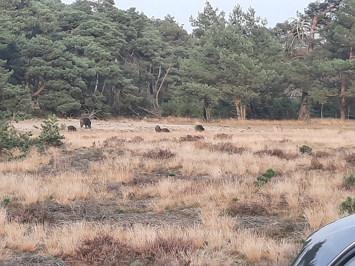 PeterDruijff's tweet photo. Gisterenavond zijn we met 4 vrienden door park de Hoge Veluwe gefietst π΄ββοΈπ΄ββοΈπ΄ββοΈπ΄ββοΈπ΄ββοΈπ΄ββοΈ
Echt de moeite waard we hebben kudde #Moeflons, #Edelherten en #Wildevarkens gezien
En de Edelherten horen #Burelen @HogeVeluwe https://t.co/Id4lbtj2Y0