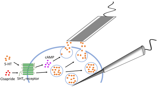 angew_chem's tweet image. Nano-analysis Reveals High Fraction of Serotonin Release during Exocytosis from a Gut Epithelium Model Cell (Ewing) @the_ewing #Electroanalysis #openaccess onlinelibrary.wiley.com/doi/10.1002/an…