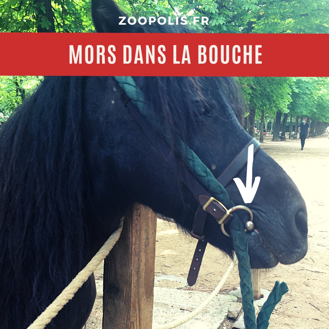 paz_zoopolis's tweet photo. 🐴Prochainement, il sera décidé du renouvellement des conventions de la Mairie de #Paris pour les balades à poney. @C_Najdovski @Anne_Hidalgo 

❌Parce que les #poneys ne sont pas des jouets qu’on loue, PAZ demande la fin des balades à poney à Paris

✍️https://t.co/G8QCekWqzs https://t.co/0gT6PXXYOK