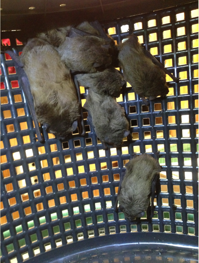 oliverlindecke's tweet image. 🦇💤🤫 Plenty of #bats sleeping in one #basket. Noctules and Nathusius&apos; pipistrelles caught in Latvia for #magnetoreception research during migration.