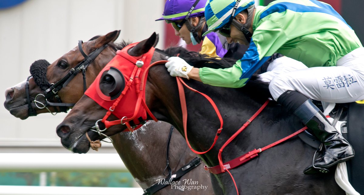 Wallacewanck's tweet photo. Golden Bolt ridden by C L Chau (inside) won by a short head! 
#hracing #shatinracecourse #jockey https://t.co/8LRY8quULL
