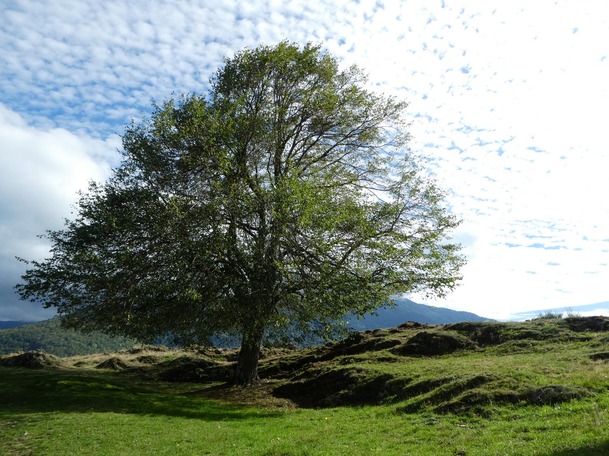 arbopalm's tweet photo. #isolatedtree
Valle de Arán https://t.co/en8smtGLWq