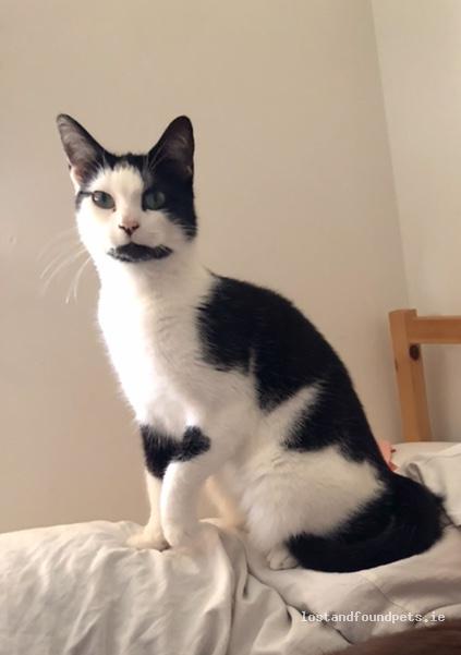 Cat Lost 17 Days Ago in Aughrim - Tinahely - Ballyteige, Co. Wicklow lostandfoundpets.ie/i7wqpx via @anipal150