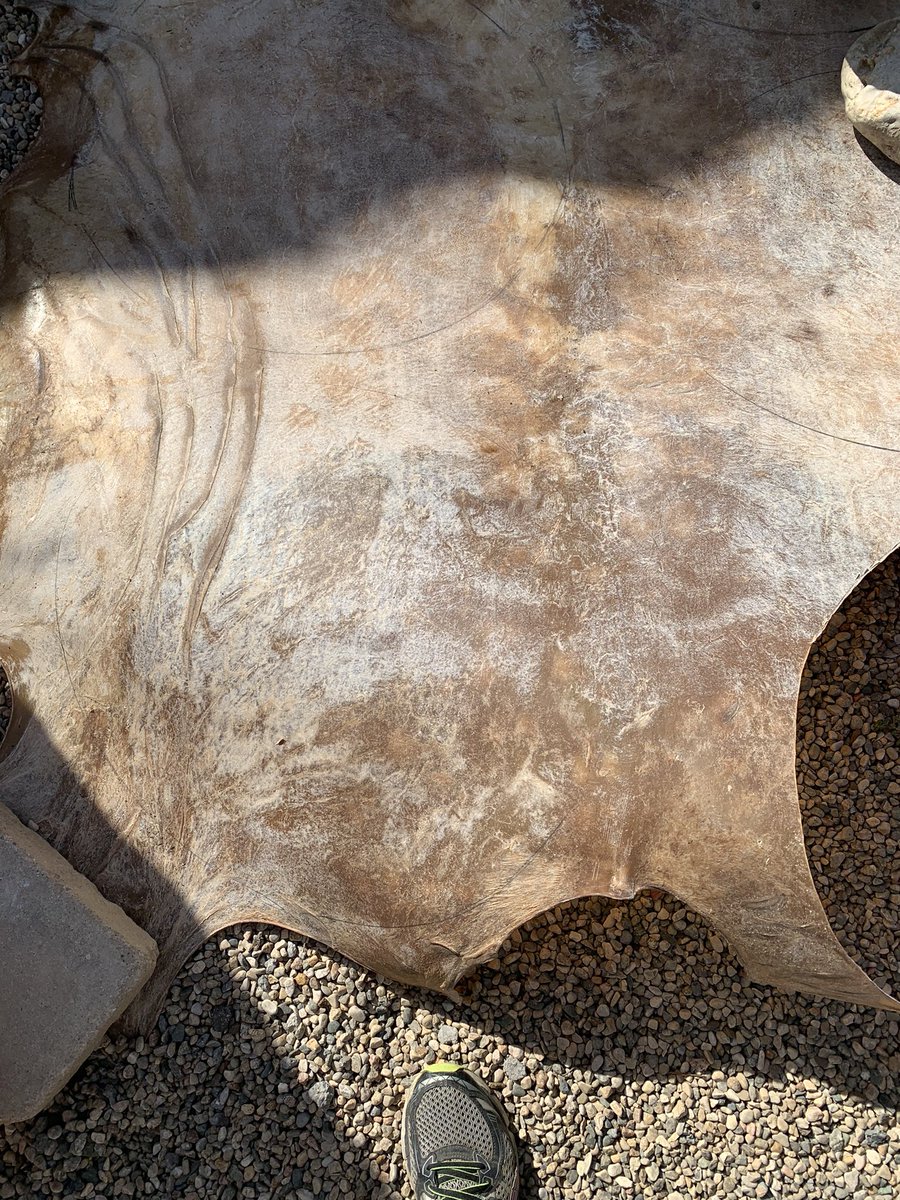 Nora Findlay tweet media