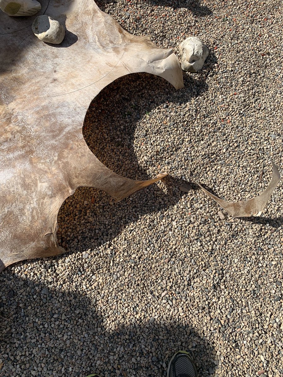 Nora Findlay tweet media