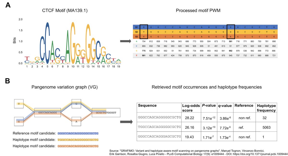 RoyalVoxPost's tweet image. #Pangenomics #Bioinformatics: researchers have designed a computational tool for detecting transcription factor binding sites in pangenome variation graphs. The software tool could help to predict which transcription factors can bind regulatory DNA regions journals.plos.org/ploscompbiol/a…