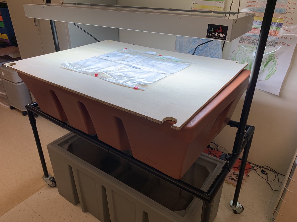 Started our seeds here today ⁦<a href="/wmsnatick/">Wilson Middle School</a>⁩ for our aquaponics setup. Broccoli 🥦 hot peppers 🌶 lettuce 🥬 tomatoes 🍅 spinach green onions 🧅 and collards