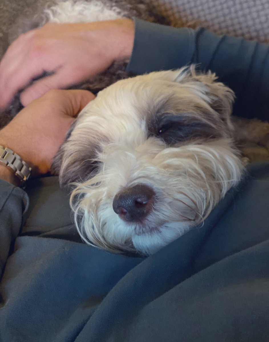 bemorebob2's tweet photo. Gosh I’m very tired after that autumn bimble, plus I had a baff when we got home cause I smelt like dog apparently 🛁🙄 jeez what else am I gonna smell like?! #IAmADog https://t.co/yF7mah0Jeq
