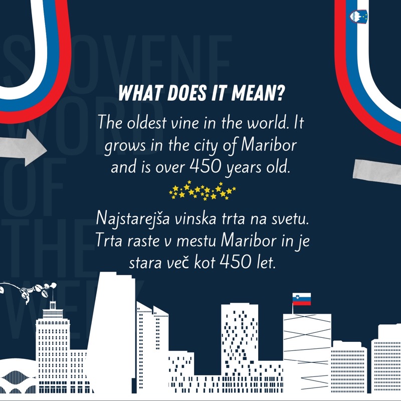EUInterpreters's tweet photo. #StaraTrta is our #SloveneWordOfTheWeek as only yesterday Maribor 🇸🇮 hosted another world’s oldest vine ceremonial harvest 🧑🌾
🍇🍷 Over 450 years of tradition 👀
Join us each Monday to learn a new word in Slovenian!
@EKvSloveniji @Europarl_SL @EU2021SI👇