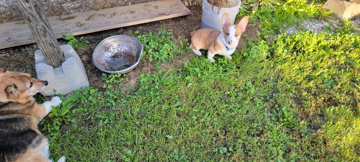 New puppy joining the family. Welcome Sully.