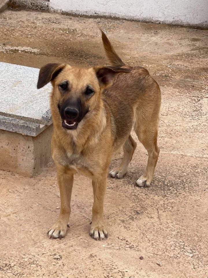 ETierhilfe's tweet photo. 💖TINA💖#adoptme
Profil: https://t.co/iqZMHe4VF3
#adoptdogs #dogsoftwitter #dogsneedhome #dogsofspain #adoptdontshop https://t.co/CyxfOeQOhs