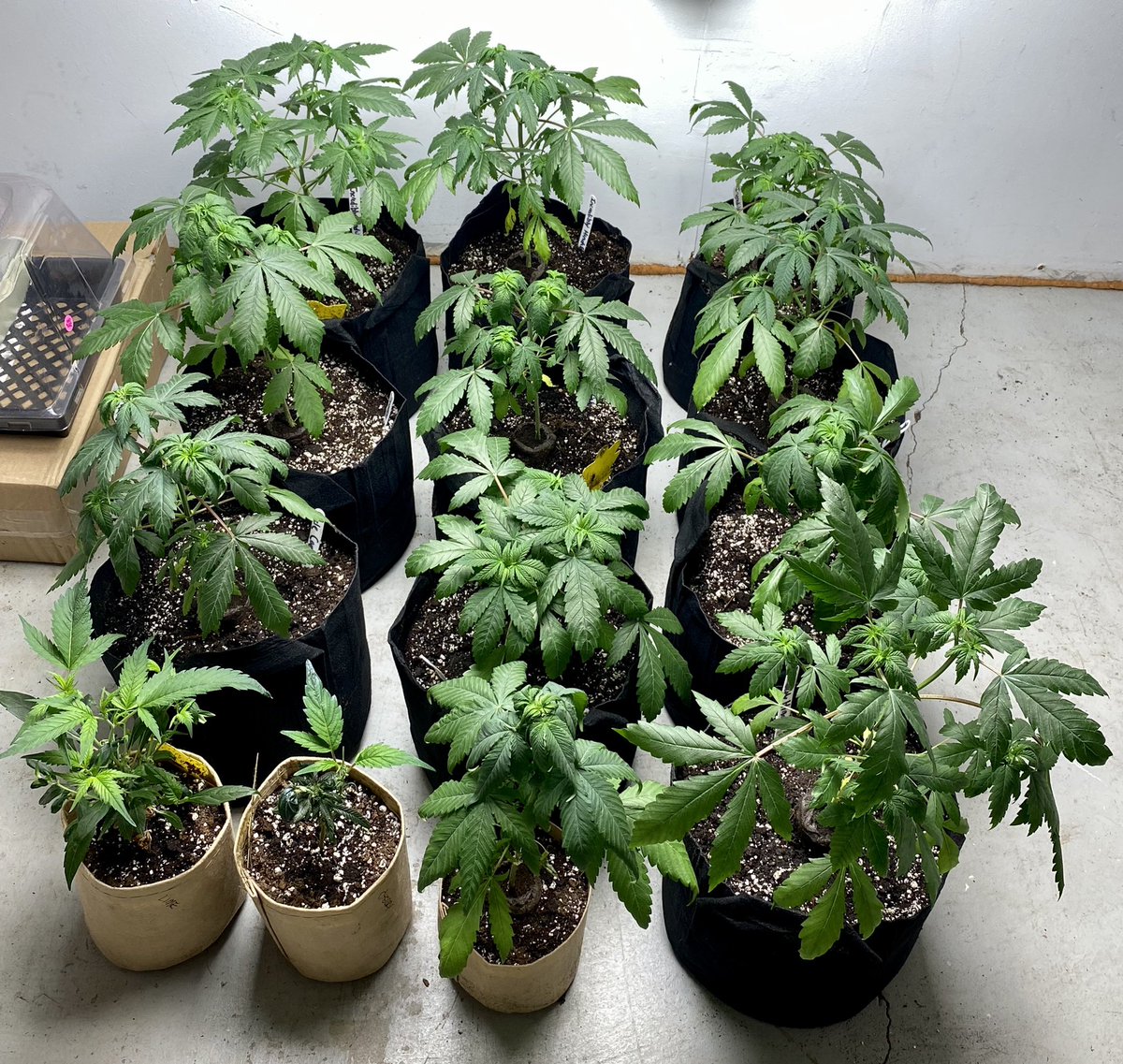 SSprouter's tweet photo. #beanbaking95 and myself gots some good #genetics popping off here #cannabis #growyourown #vetshelpingvets #weed #herb #pot #grass just transplanted 🪴🌿🌳🥬🍃💪☺️can’t wait to #flower these https://t.co/gIUkFp3vII