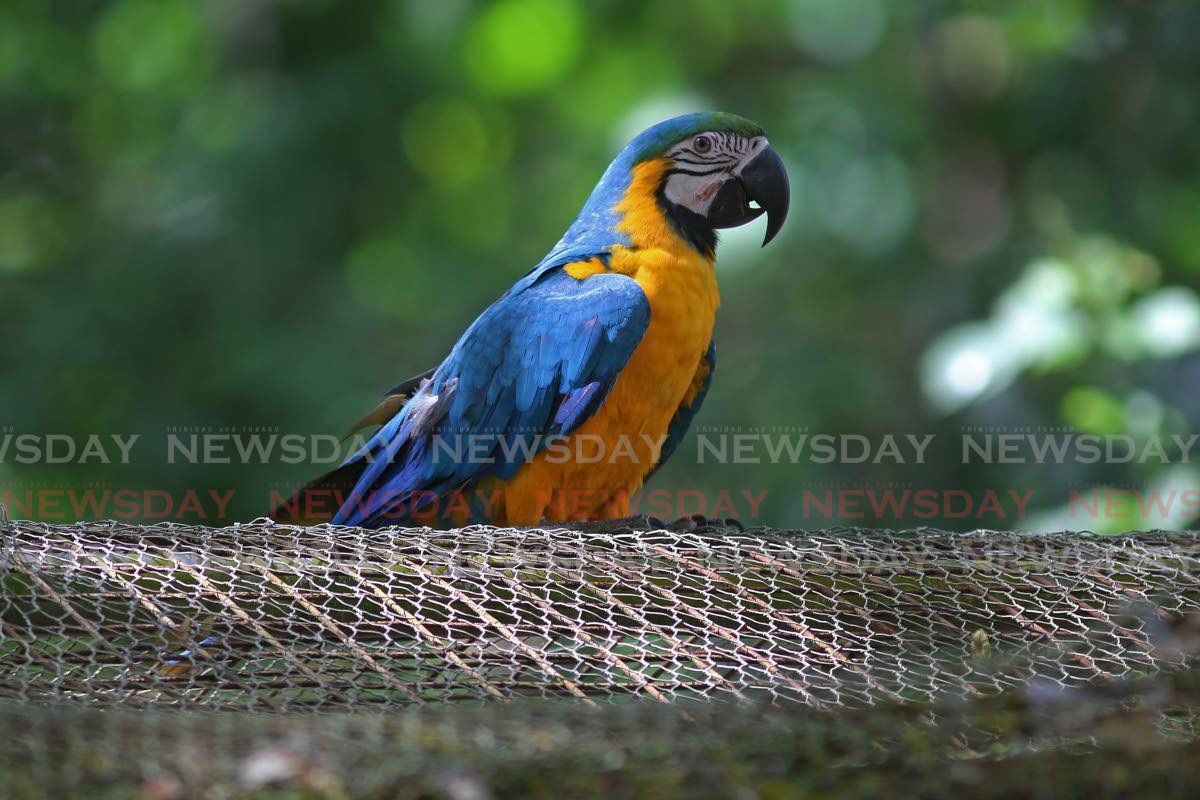 Why blue-and-yellow macaws should not be kept as pets: buff.ly/3EUfKNz RT <a href="/marjdrew/">Marjorie Drew</a> #macaw #parrots