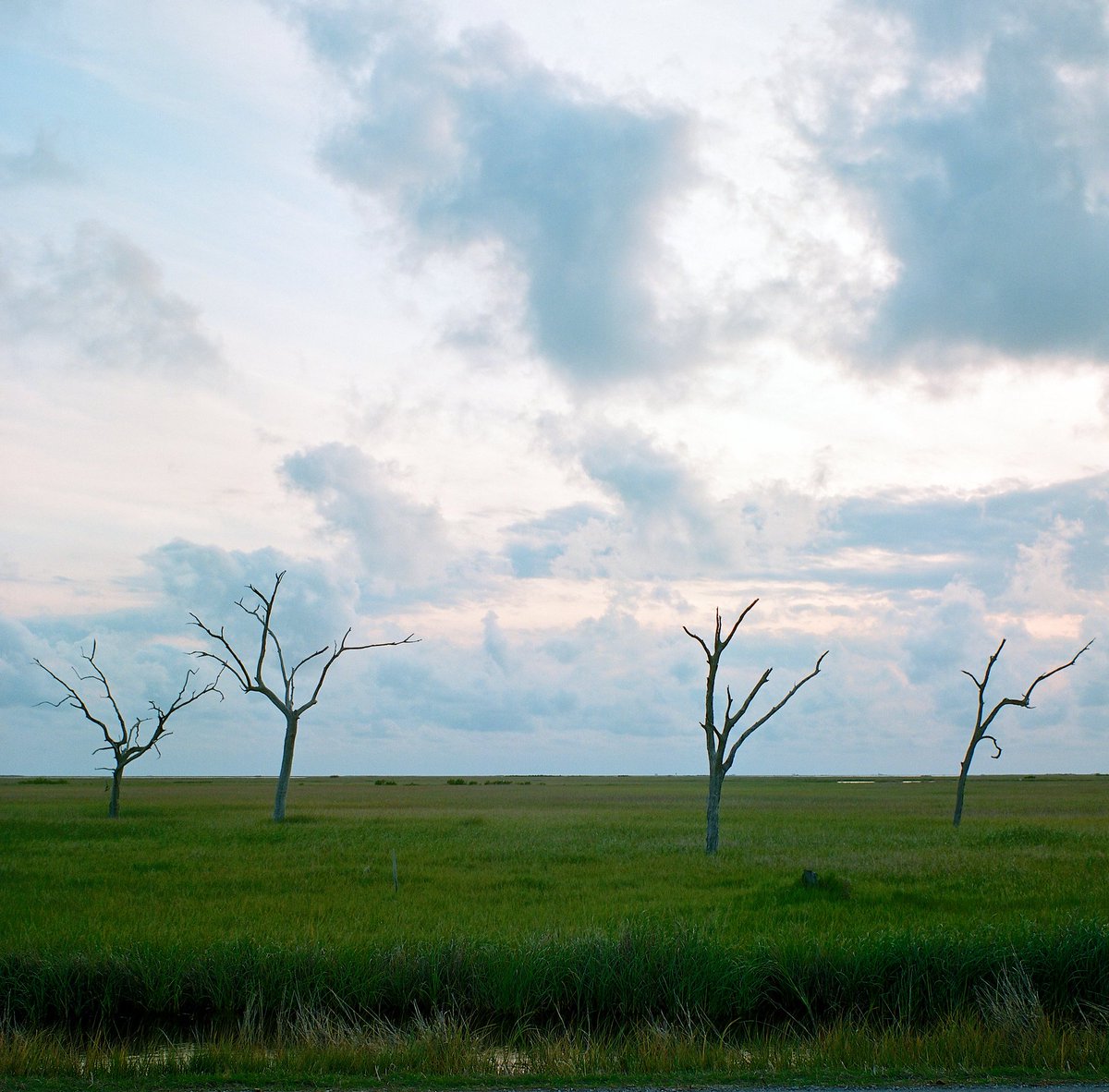MYMIMISTHEBEST's tweet photo. @CCLSVN @centraljersey #SaltwaterIntrusion has been happening for many decades in #SouthLouisiana, contributing to #GhostTrees #GhostForests.
(Photo by @MatthewDWhite2 ,
Leeville, Louisiana) https://t.co/XSEkqoai8N