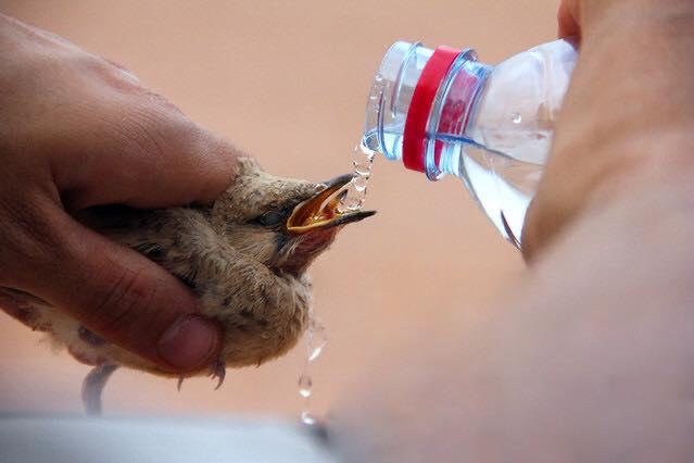 إذا رأيت نملة في طريق فلا تدهسها، عسى أن يرحمك الله كما رحمتها ..
إذا مررت بعصفور يشرب ماء فلا تخفه، عسى أن يؤمنك الله يوم الفزع الأكبر ..
إذا اعترضتك قطة صغيرة بشارع فنحها عن الخطر، عسى أن يقيك الله ميتة السوء ..
افعل الخير مهما استصغرته فلا تدري أي حسنة تدخلك الجنة