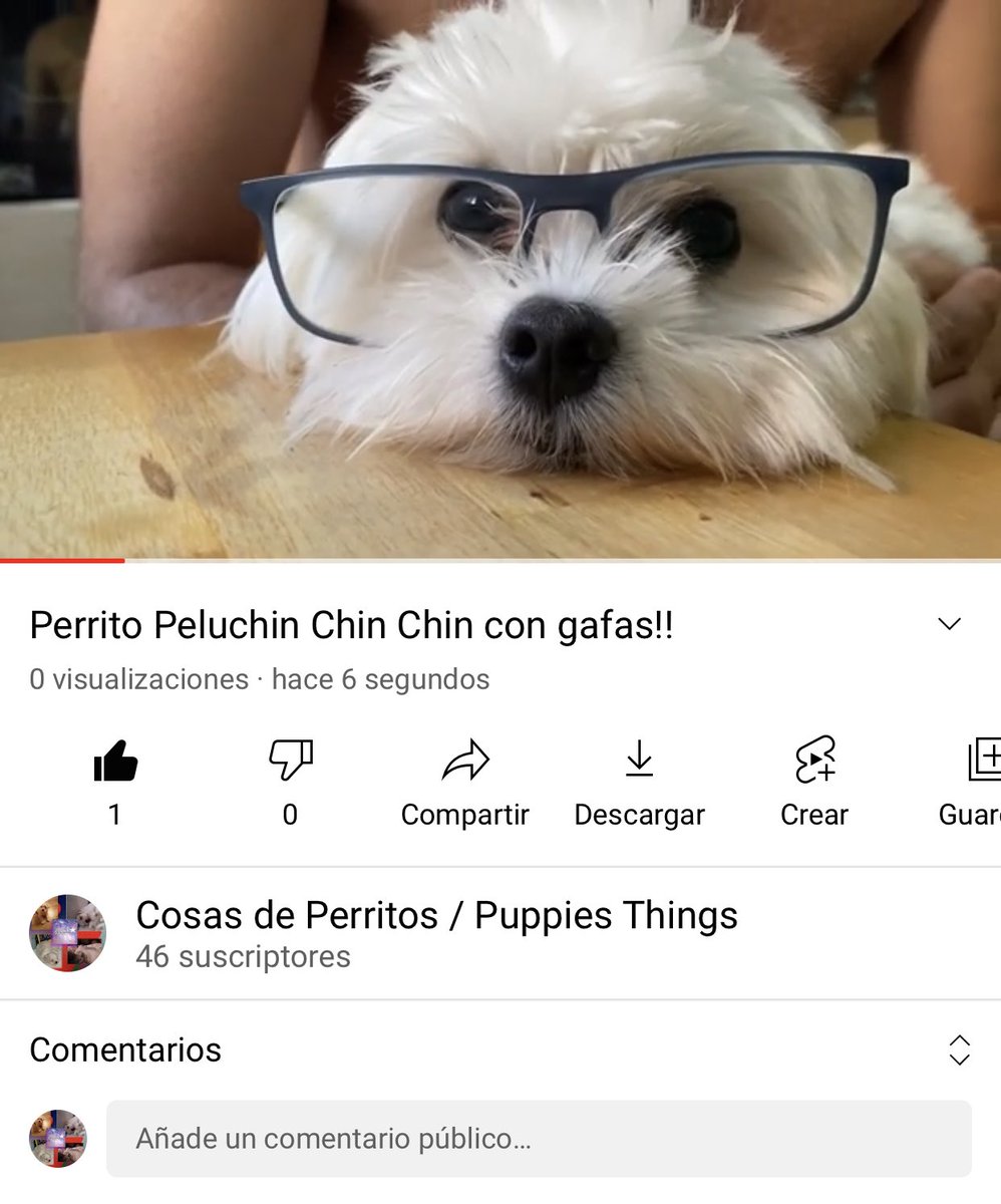 de_puppies's tweet photo. https://t.co/yIqeTyGvCm https://t.co/JwkG4behvX