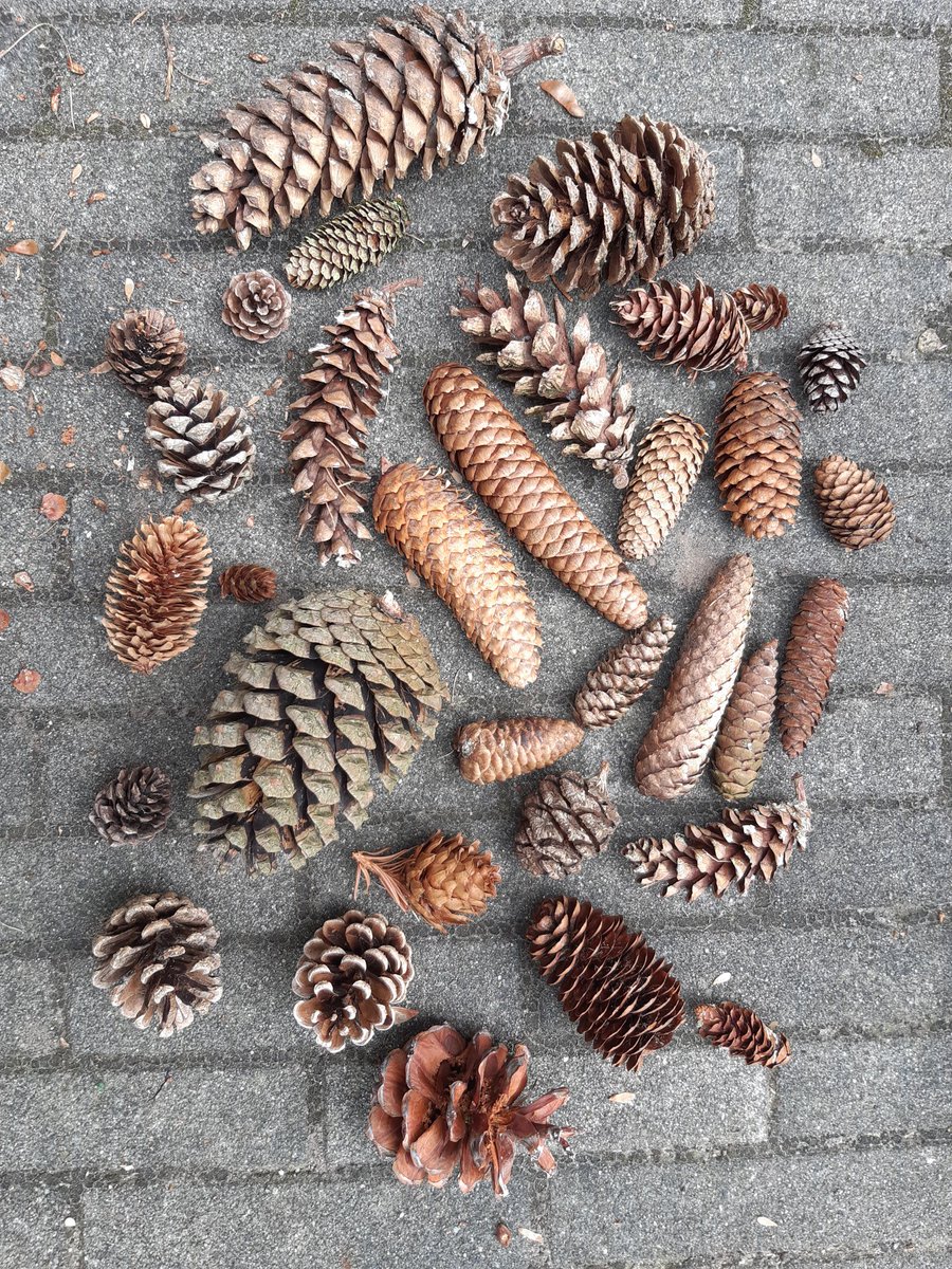 Dit weekend in plaats van cursus geven, zelf op cursus geweest. Naaldhout voor gevorderden en dan specifiek Pinus en Picea. En struinend door een Pinetum kan ik het dan niet laten om even de verzamelaar uit te hangen ;) #conifers #naaldboom #bomenbieb