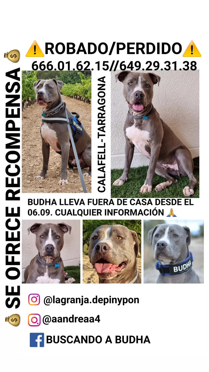 Provitas3's tweet photo. BUDHA SE HA PERDIDO, ¿le ayudamos a volver a casa? https://t.co/X44zjBB7hv