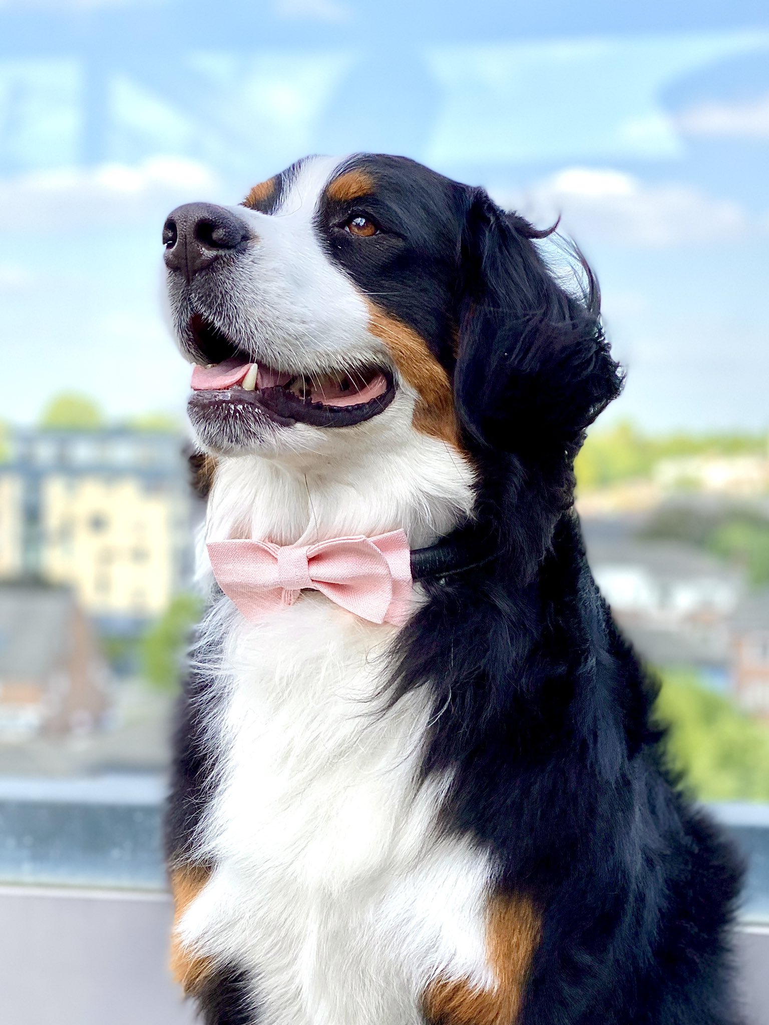 Bernese mountain hotsell dog tie