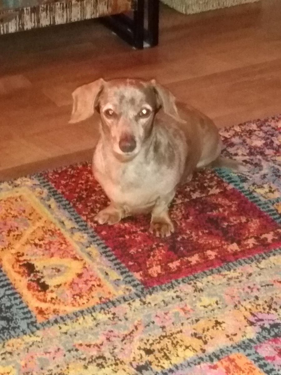 bangersarefab's tweet photo. Pizza on my lap ,( yeah i know-table ) and a sausage on my slippers !๐looks like im not moving without giving up a crispy edge or 2 !! Poor Fudge still suffering really badly from the itichees ยฃ130 at vets as 2 visits and no change ๐ฎ๐ข#dogsoftwitter #dogs #itchydogs #pizzadogs https://t.co/8V5jXTz8et