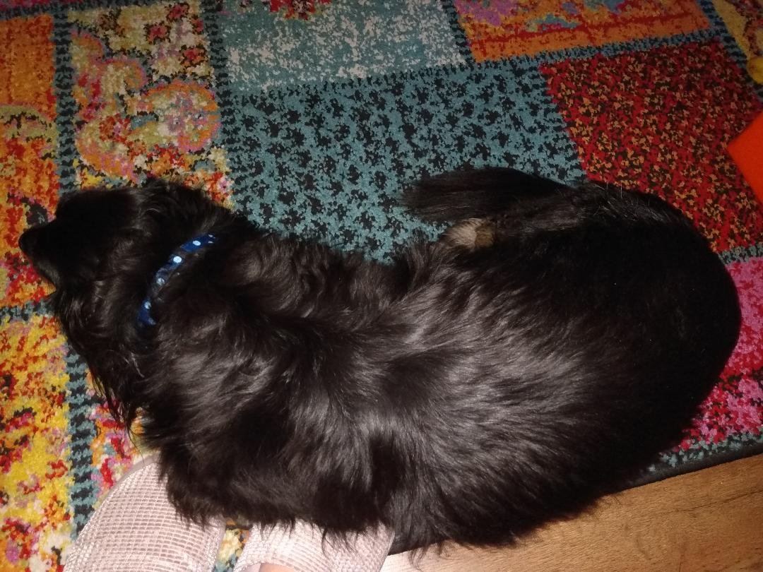 bangersarefab's tweet photo. Pizza on my lap ,( yeah i know-table ) and a sausage on my slippers !๐looks like im not moving without giving up a crispy edge or 2 !! Poor Fudge still suffering really badly from the itichees ยฃ130 at vets as 2 visits and no change ๐ฎ๐ข#dogsoftwitter #dogs #itchydogs #pizzadogs https://t.co/8V5jXTz8et