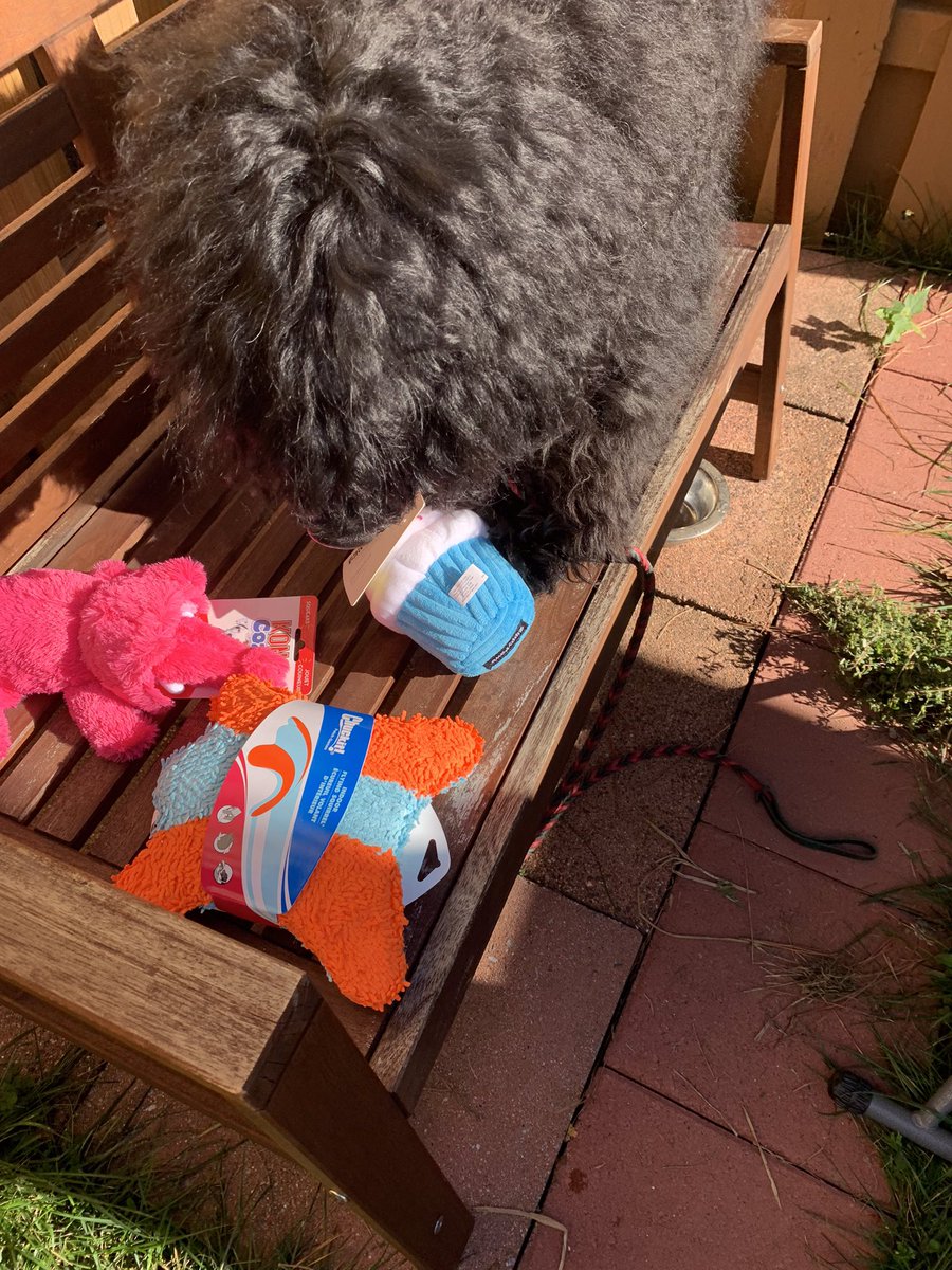 thepwds's tweet photo. There was cake! And new toys! But I had to wear this stupid hat. And listen to @NitaGhei go on about how I am one year old, and so grown up. Am I? 💥 https://t.co/tQT1hI6YuM