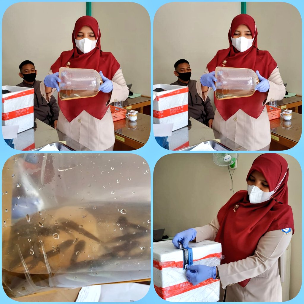 bppmhkpekanbaru's tweet photo. 27/09/2021 
#KKPRebound 
#OneHealthKIPM
Pengawasan dan pemeriksaan kesesuaian jenis dan jumlah Media Pembawa di Tempat Pemeriksaan Fisik Ikan Kantor Stasiun KIPM Pekanbaru
@PrimaSkipm
@bkipm_kkp 
@rinajanwar2201 
@desam1987
@MWidantari
@503Han 
@rahmi_adek https://t.co/rIl1jVOyWc