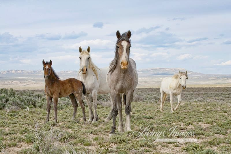 FreeWildHorses's tweet photo. A family of wild horses in Adobe Town Herd Mgmt Area (WY). Enjoying what may be their last few days of freedom. Soon the Bureau of Land Mgmt's helicopters will fly around October 7th in the largest helicopter roundup and removal of #wildhorses in US history. 

📸: Carol Walker https://t.co/j9bDJAiqX9