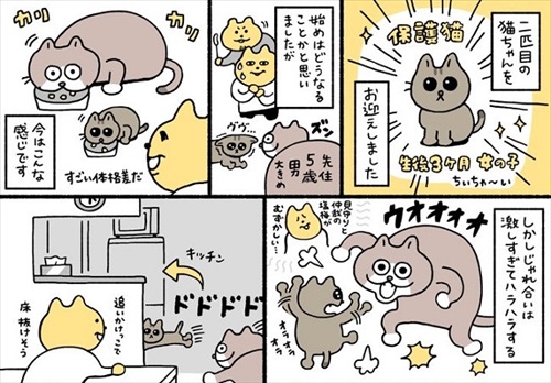 2匹目の猫を迎えたとき、先住猫の反応は……? 保護子猫を迎えた家族の"ハラハラする"日常漫画がほほえましい https://t.co/RDUkY6VKbm @itm_nlabより