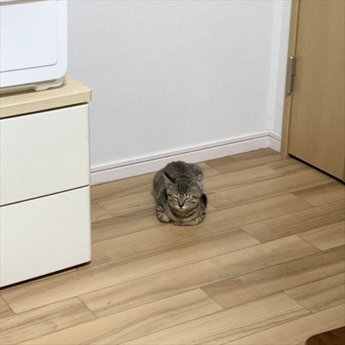 2匹目の猫を迎えたとき、先住猫の反応は……? 保護子猫を迎えた家族の"ハラハラする"日常漫画がほほえましい https://t.co/RDUkY6VKbm @itm_nlabより
