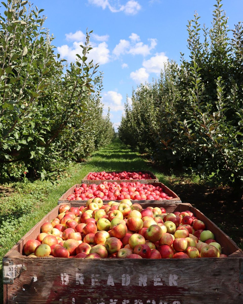 If you're looking to pick up some fresh, local apples make sure to stop into Goldsmith's Orchard Market &amp; <a href="/TKFerriOrchards/">TK FERRI ORCHARDS</a> for Gala, Honeycrisp, Cortland, McIntosh and more 🍎 Download our app &amp; use the interactive map to guide you from town to town: bit.ly/2XrPl8J