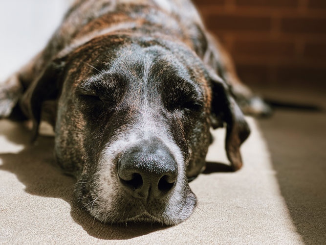 WheelchairsDog's tweet photo. 🐕 How To Care For An Aging Dog

👉 Read here and please share...https://t.co/0wSBS662tk

#agingdogs #olderdogs #dogsinwheelchairs https://t.co/Csy5Ewodw5