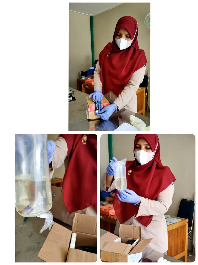bppmhkpekanbaru's tweet photo. 27/09/2021 
#KKPRebound 
#OneHealthKIPM
Pengawasan dan pemeriksaan kesesuaian jenis dan jumlah Media Pembawa Ikan Cupang di Tempat Pemeriksaan Fisik Ikan Kantor Stasiun KIPM Pekanbaru
@PrimaSkipm
@bkipm_kkp 
@rinajanwar2201 
@desam1987
@MWidantari
@503Han 
@rahmi_adek https://t.co/64LVDkISpg
