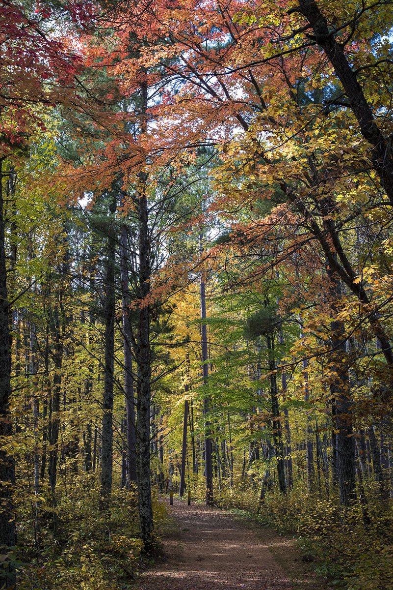 It’s here! That colorful time of year! 🍂 

Explore the glorious colors of fall in your national forests or national grasslands either at home or on the road! fs.usda.gov/features/falli… 📷 <a href="/ChippewaNF/">Chippewa National Forest</a>