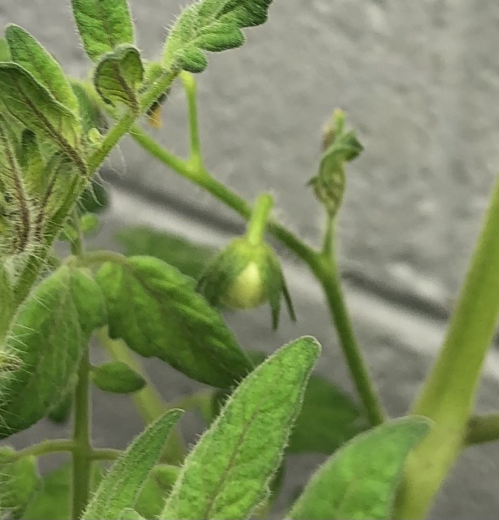 sec115's tweet photo. #HLHS Physical Science has its 1st cherry tomato on the vine. https://t.co/k1EFolCkax