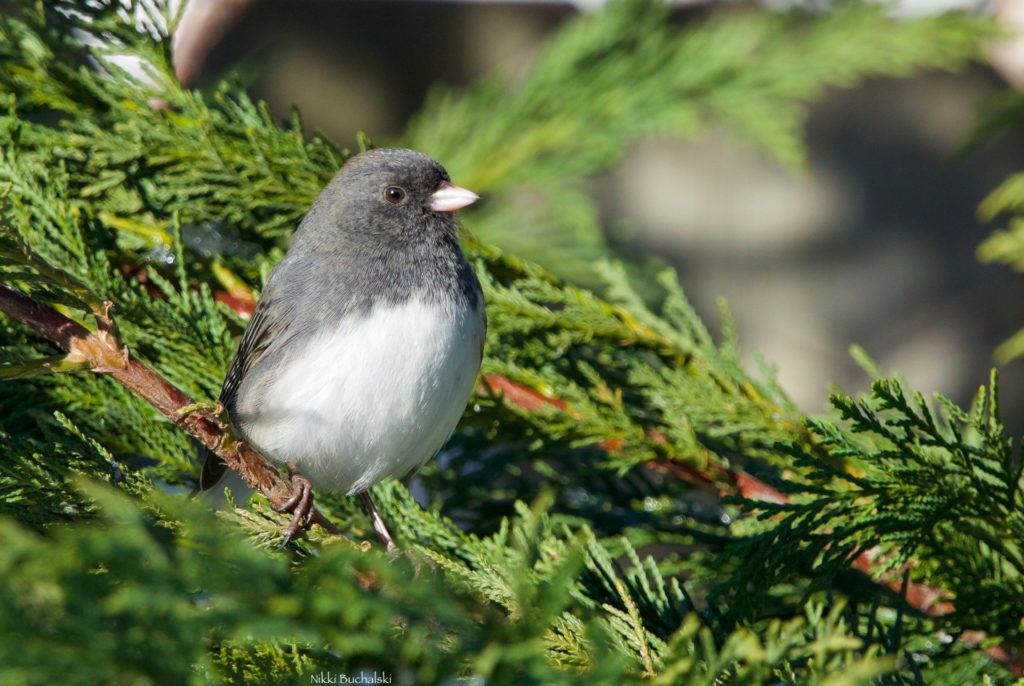 Project FeederWatch tweet media